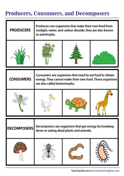 Producers, Consumers, and Decomposers Chart