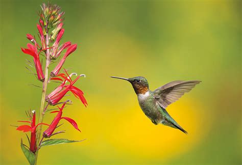 How to Photograph Hummingbirds in Flight - RockyNook