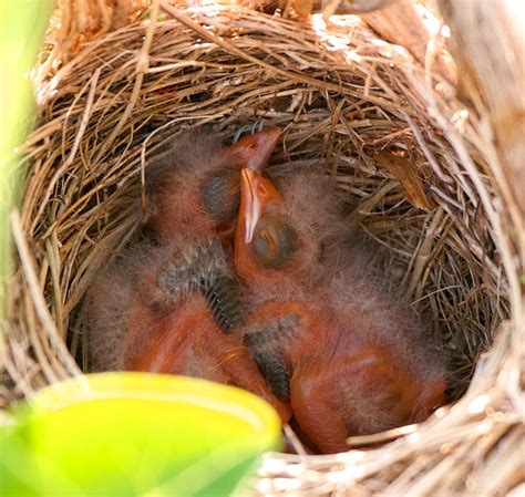 The Flying Mullet: Red-winged Blackbird Nest