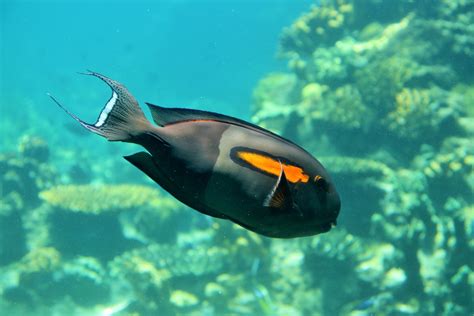 Orange Shoulder Tang (Acanthurus olivaceus) - ZooChat