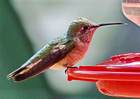 Scott Miller's Photography Blog: Colorado Hummingbirds