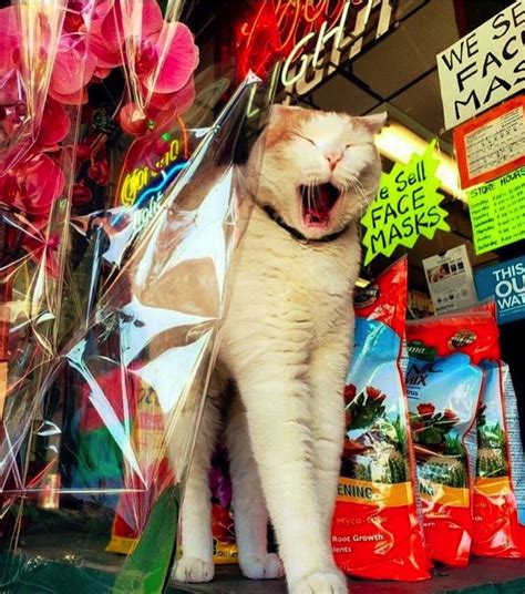 The Beloved Bodega Cats of New York City @bodegacatsofinstagram « Adafruit Industries – Makers ...