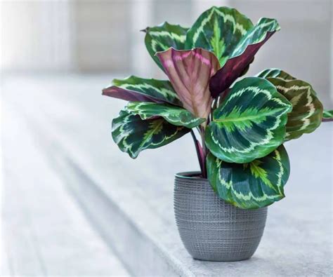 Calathea Medallion Care Guide and Plant Profile - The Contented Plant