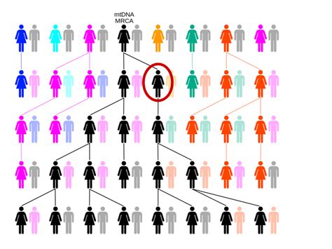 Mitochondrial Eve Is A Tautology