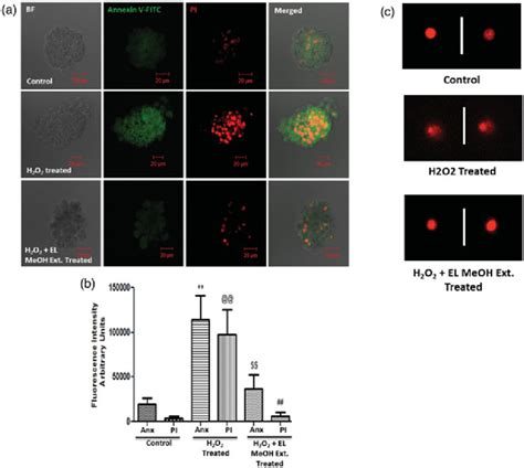 Cell death determined by Annexin V-FITC (PS)/PI staining and DNA damage... | Download Scientific ...