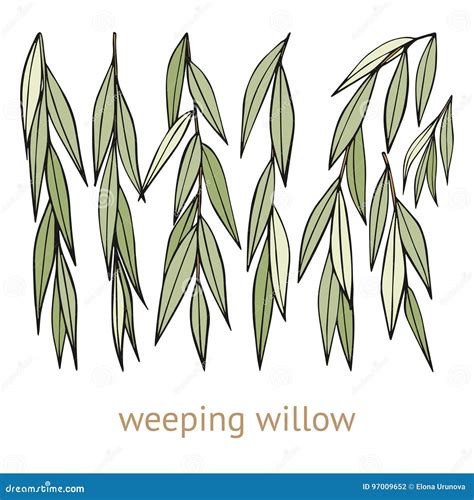 Weeping Willow Tree Cartoon Vector | CartoonDealer.com #94293695