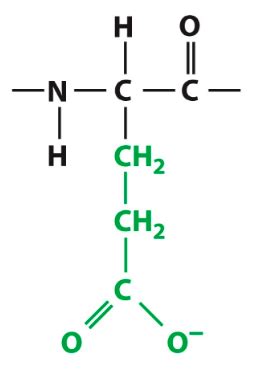 20 amino acids Flashcards | Quizlet