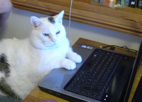 Funny & Cute Cats Using Laptop | Funny And Cute Animals