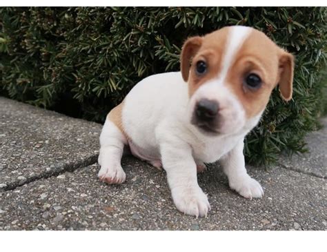 Jack Russell puppies ready for Adoption | PostAds.ph