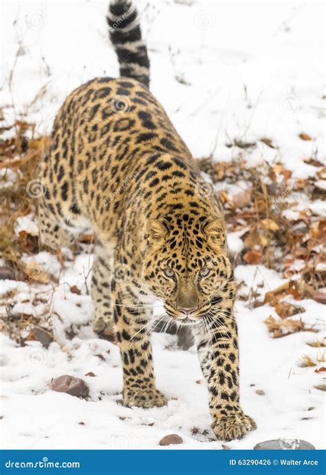 Amur Leopard stock photo. Image of predator, beast, mammal - 63290426