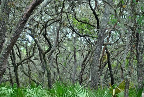 Lettuce Lake Park – Tampa – Hike It Florida