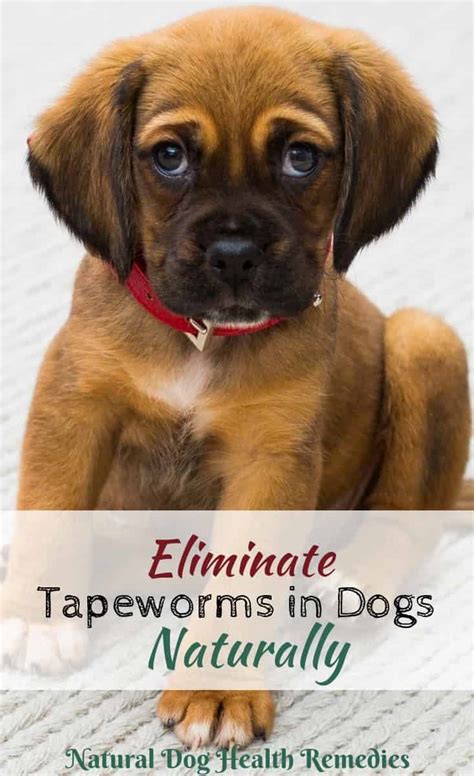 Eliminate Tapeworms in Dogs Using Natural Home Remedies