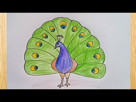how to draw peacock drawing and colouring easy step by step@DrawingTalent - YouTube