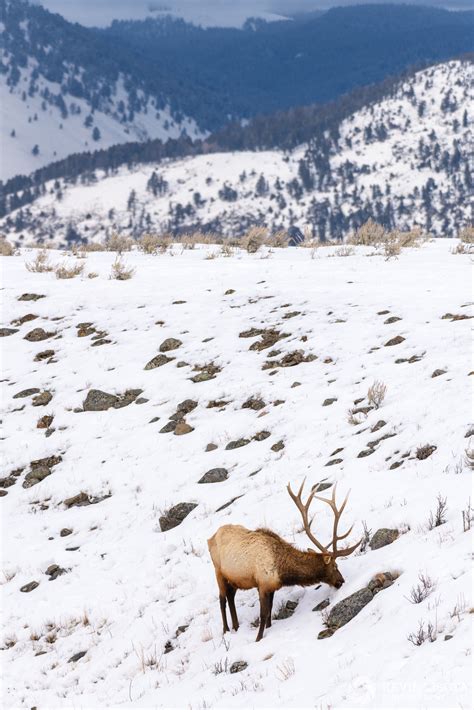 The wildlife of Yellowstone National Park in winter - Kevin Lisota ...