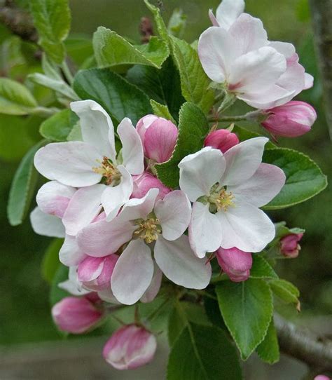 Apple Blossom | Apple flowers, Apple blossom flower, Flowers photography