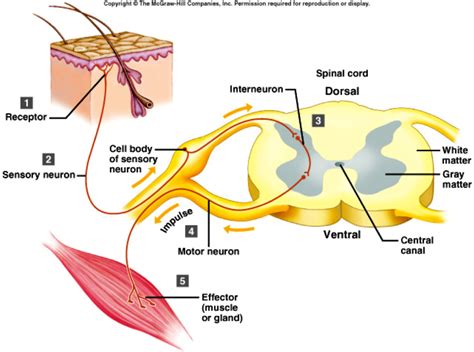 All About The Spinal Cord and Its Importance | HubPages