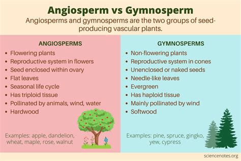 Angiosperm Monocot Examples