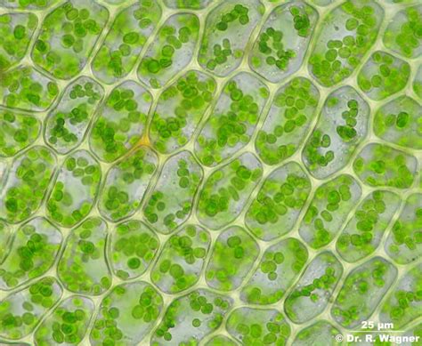 Spinach Chloroplasts