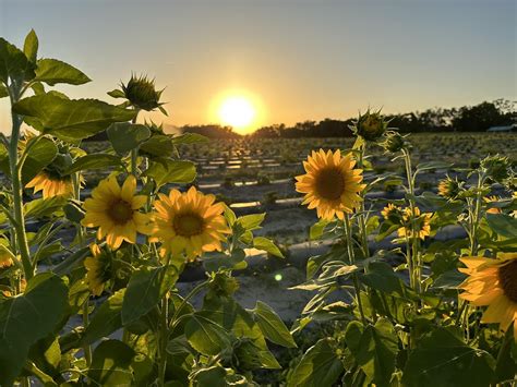 The Bryer Patch Farm | Produce & Flower U-Pick Farm | Newberry FL