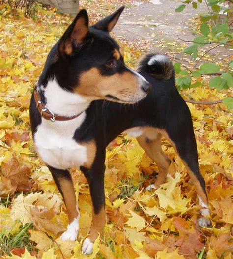 Basenji - Barkless dog - Dog Breed Information, Images, Videos, FAQs