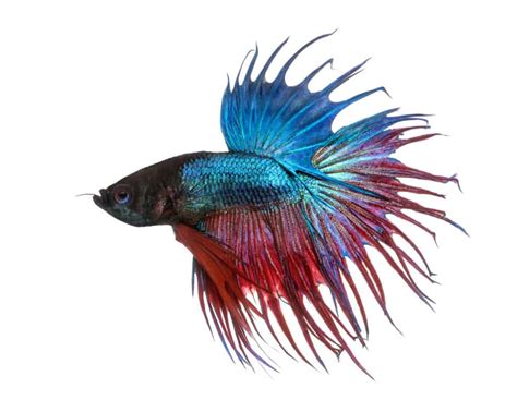 Crowntail Betta: Betta Splendens Family Care Guide - Aquariadise