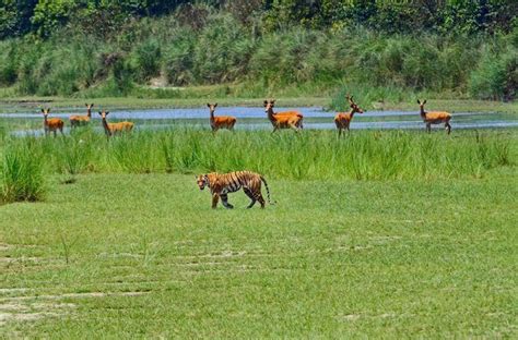 Shuklaphanta National Park | Shuklaphanta National Park Nepal Packages | National parks ...