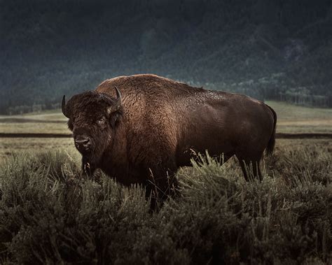 Yellowstone Bison on Behance