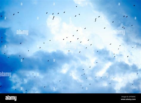 flock of crows flying in the sky Stock Photo - Alamy