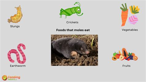 What Do Moles Eat [Year-Round food habits]