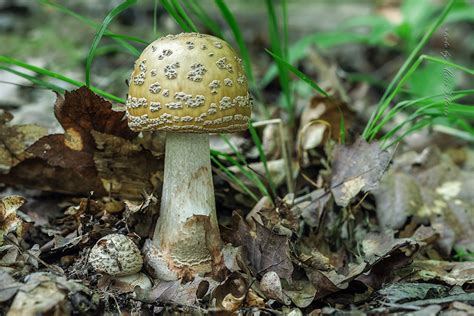 Amanita rubescens photo & image | nature, plants, fungi images at photo community