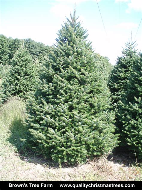 Wholesale Christmas Trees