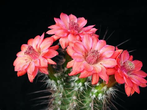 10 Incomparable cactus flower desktop wallpaper You Can Get It Without A Penny - Aesthetic Arena