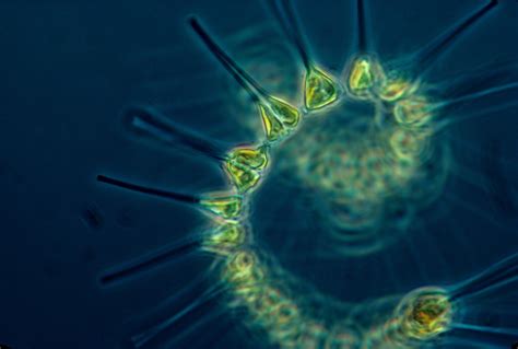 Vast phytoplankton blooms may be lurking beneath Antarctic ice