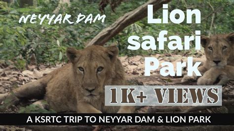 Neyyar Dam Lion Safari Park | Bus chasing lions Trivandrum - YouTube