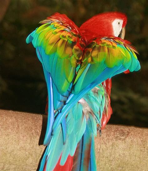 Parrot | Parrot, Rainbow colors, Rainbow