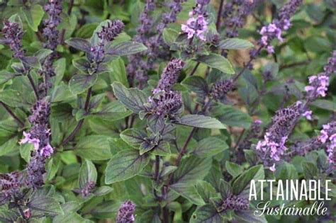 Adding Edible Flowers to Your Salads (and Garden)