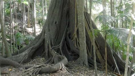 Byron Bay Hinterland: National Park and Waterfalls Tour | GetYourGuide