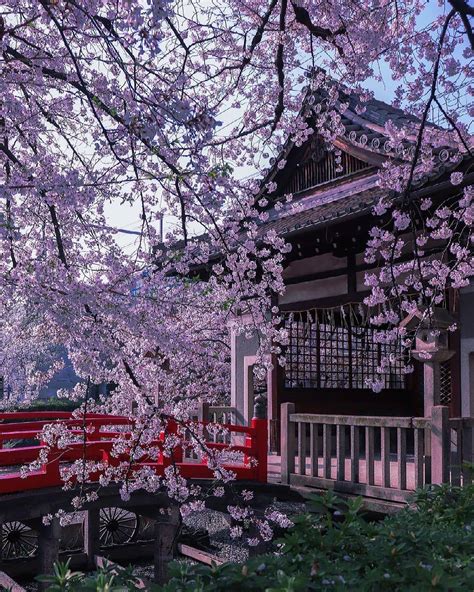 Japan Travel: If you're looking for a Kyoto-based sakura spot that's a ...