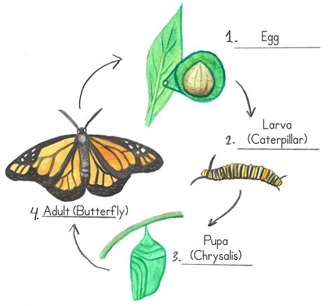 Butterfly Life Cycle Diagram