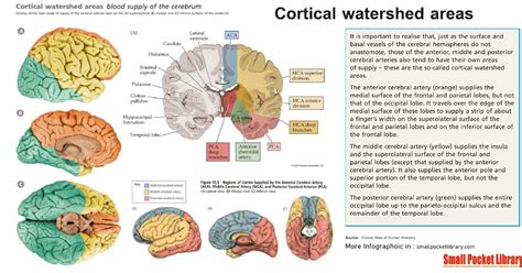 Poster Info : Cortical watershed areas