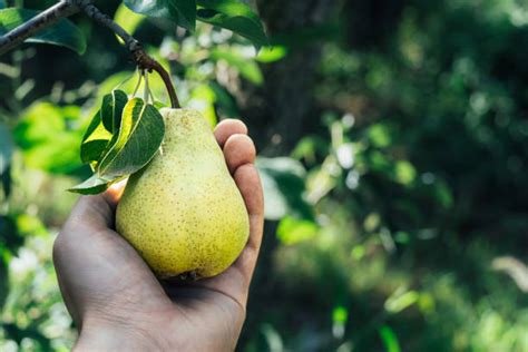 7,400+ Pear Tree Harvesting Stock Photos, Pictures & Royalty-Free Images - iStock