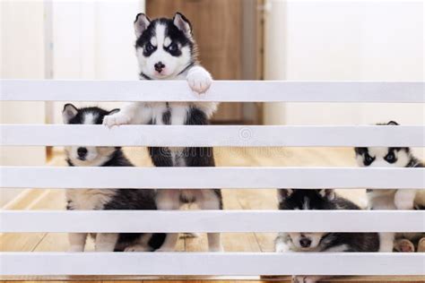 Cute Husky Puppy Dogs Playing Together at Home Stock Photo - Image of black, friendship: 256855762