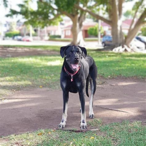 Labradane (Great Dane and Lab Mix) | Great Dane