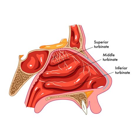 Understanding Your Nasal Passages | ADVENT Knows