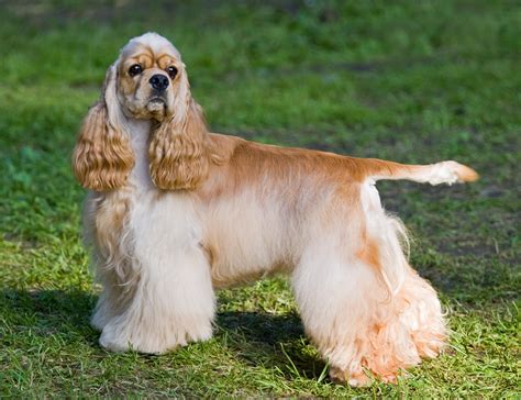 Cocker Spaniel Dog Breed Information - Continental Kennel Club