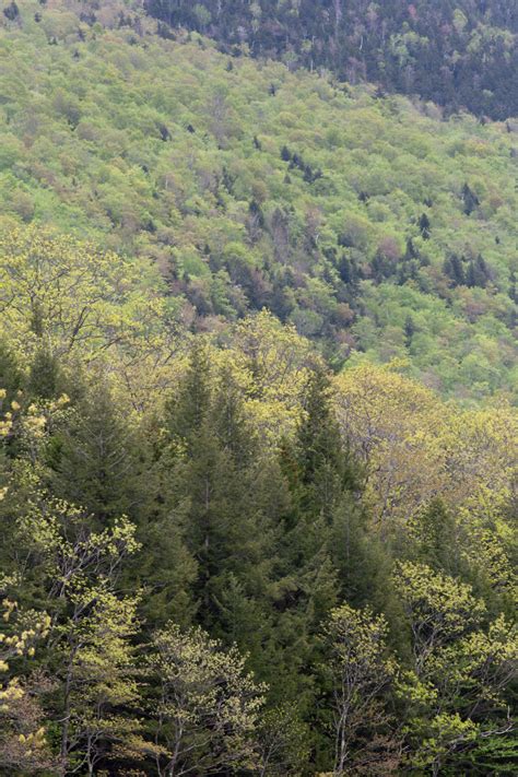 Early Spring Forest • Free Nature Stock Photo