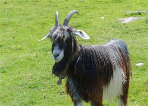 25 Long-Haired Goat Breeds - The Happy Chicken Coop