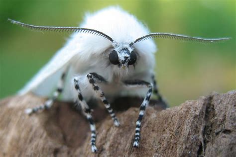 🔥 The fuzzy White Satin Moth 🔥 : r/NatureIsFuckingLit