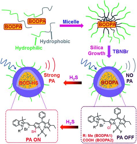 Photoacoustic probes for real-time tracking of endogenous H 2 S in living mice - Chemical ...