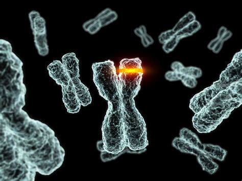 4 Types of Chromosome Mutations -Evolution and Genetics